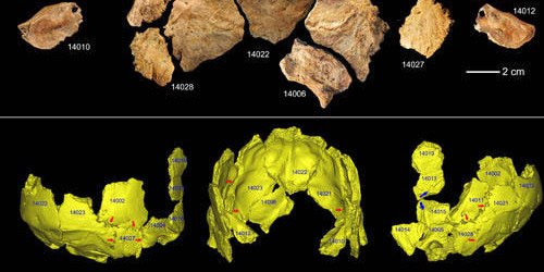 /В фокусе внимания Китая/ Археологи: между древними китайскими и европейскими гоминидами 
мог произойти обмен генами