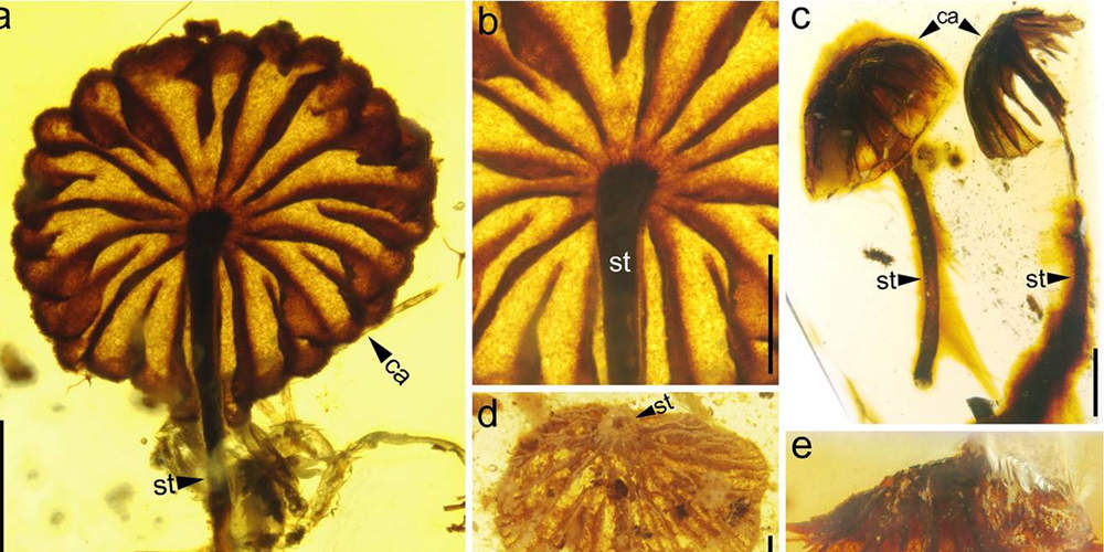 Ученые обнаружили самые древние ископаемые грибы
