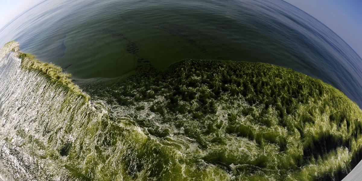 "Цветение" воды над Макранским желобом