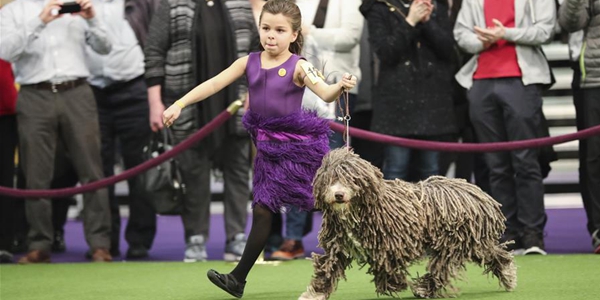 142-я выставка "Westminster Kennel Club Dog Show" проходит в Нью-Йорке