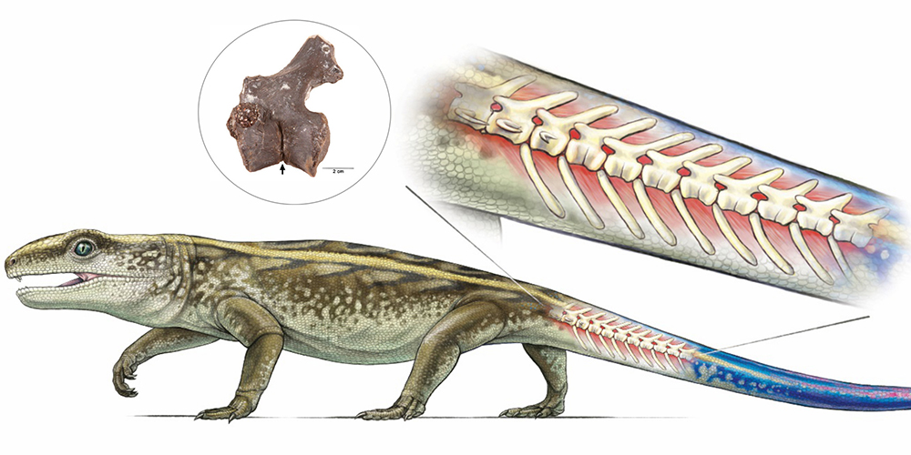 Древнее пресмыкающееся капторинус умело отбрасывать хвост