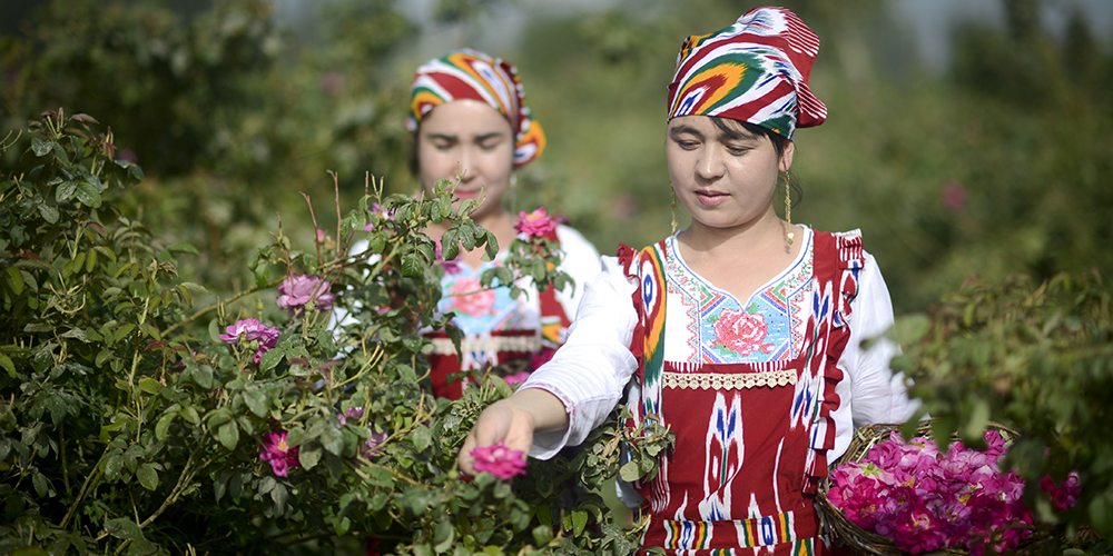 Цветение роз на краю пустыни