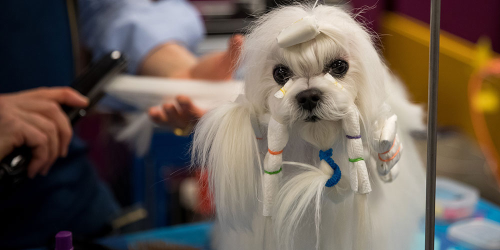 Выставка собак Westminster Kennel Club Dog Show