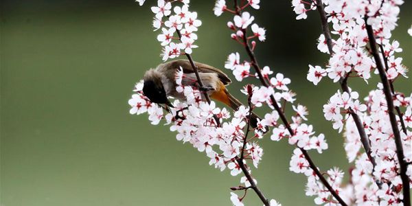 Изящный дуэт птиц и цветов на юго-западе Китая