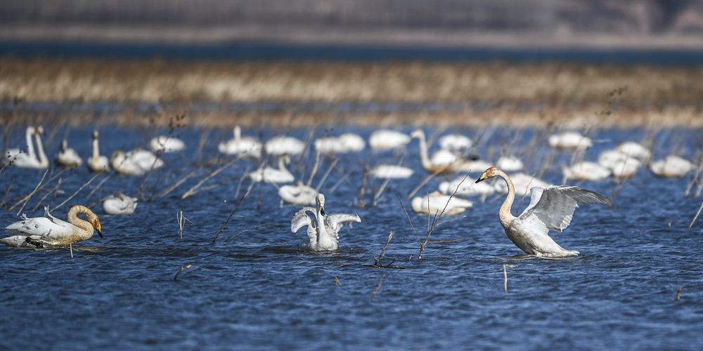 Лебеди на водохранилище Байши в провинции Ляонин